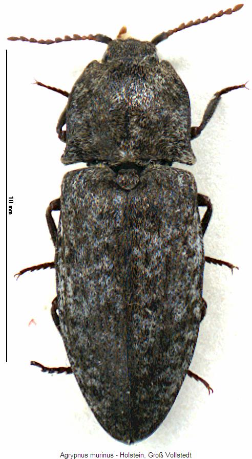 agrypnus_murinus_hab.jpg