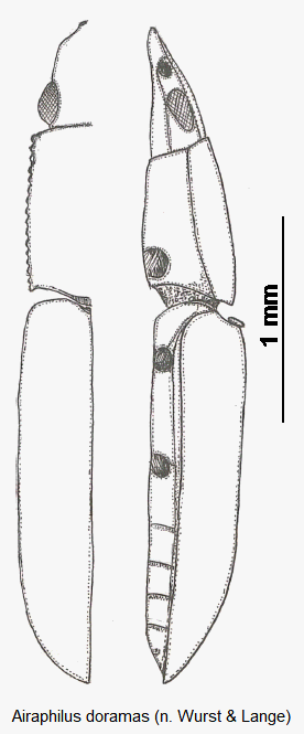 airaphilus_doramas_hab1.gif