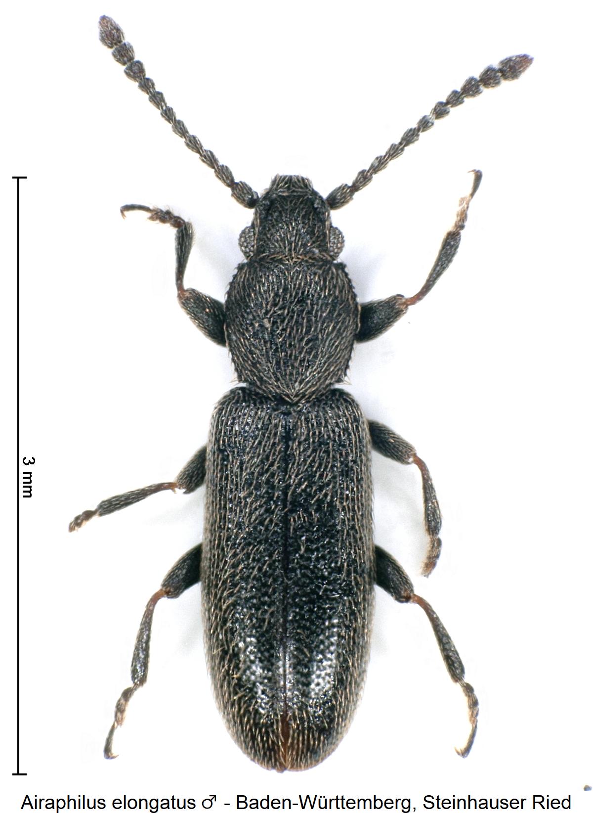 airaphilus_elongatus_m_hab.jpg