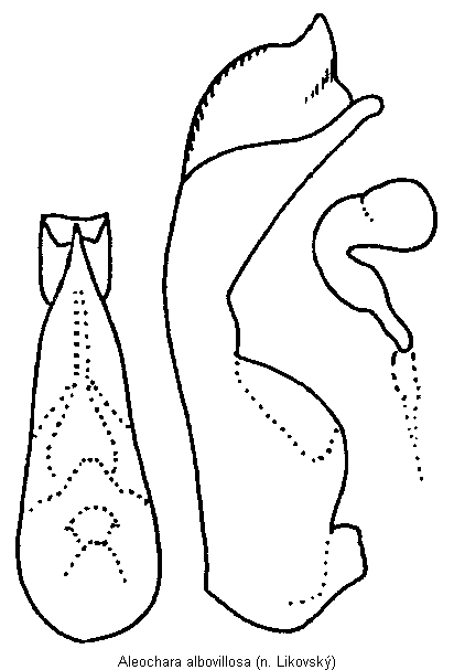 aleochara_albovillosa.gif