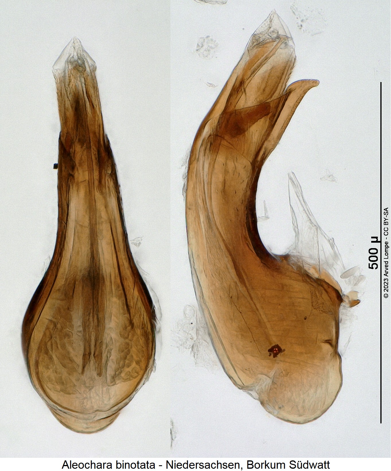 aleochara_binotata.jpg
