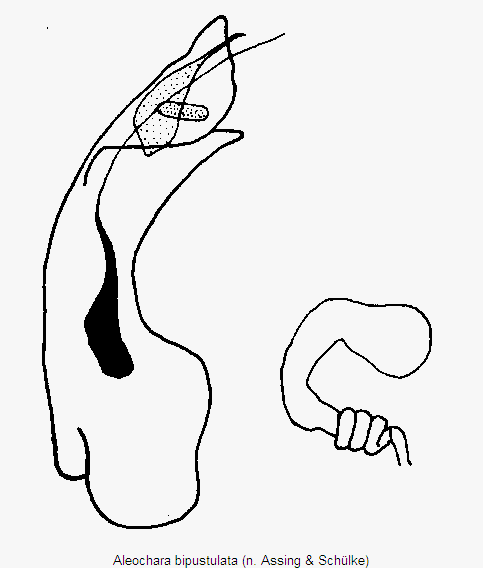aleochara_bipustulata.gif