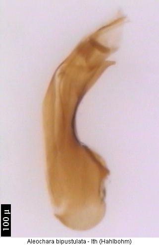 aleochara_bipustulata.jpg