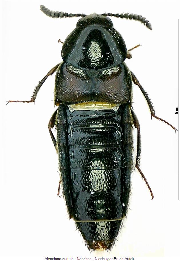 aleochara_curtula_hab.jpg