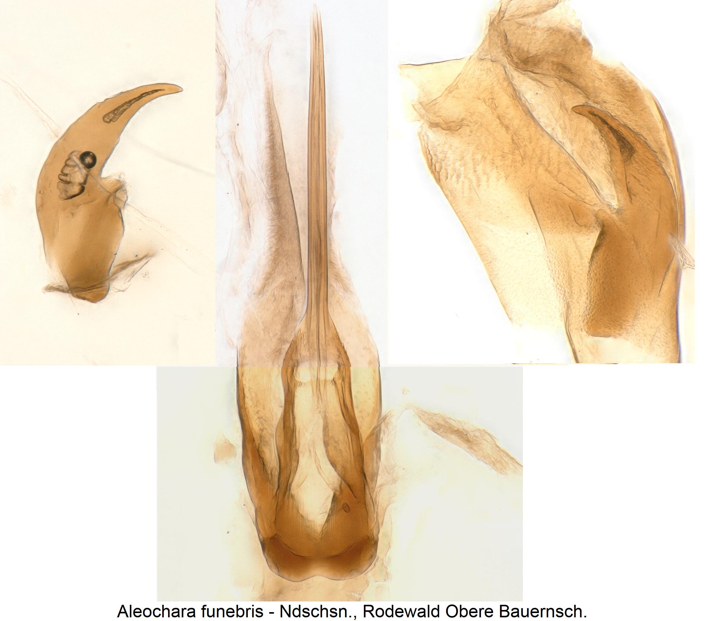 aleochara_funebris_pc.jpg
