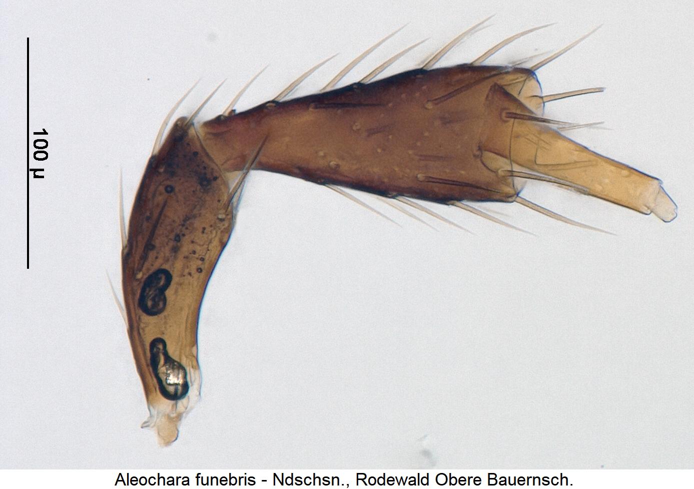 aleochara_funebris_ts.jpg