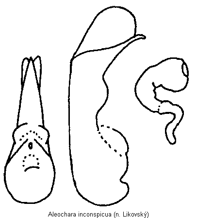 aleochara_inconspicua.gif