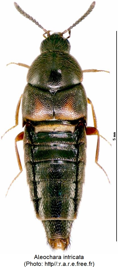 aleochara_intricata_hab.jpg