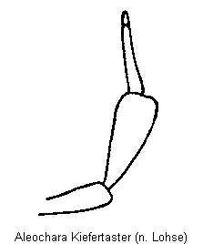aleochara_kiefertaster.gif