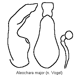 aleochara_major.gif