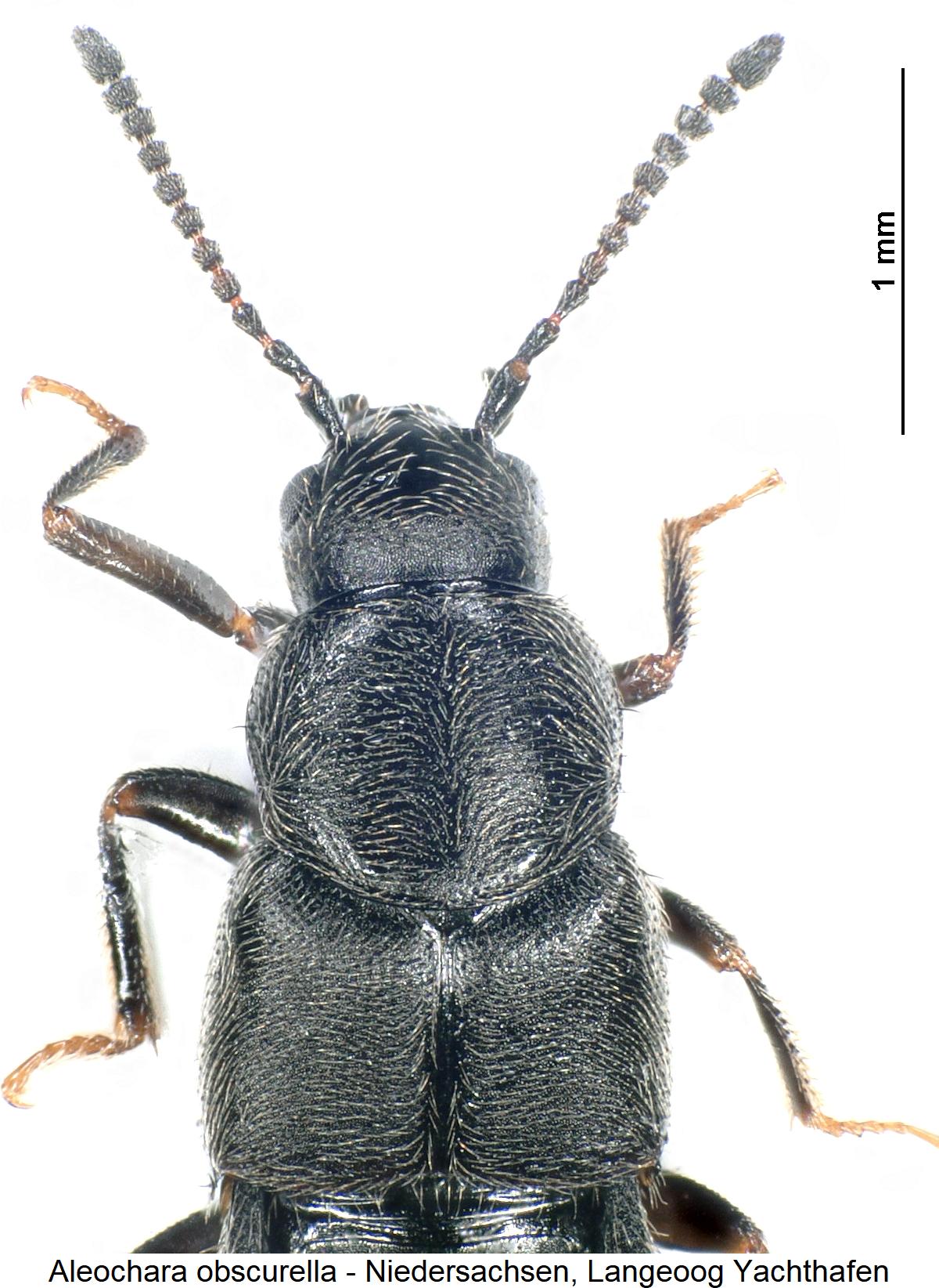 aleochara_obscurella_vk.jpg