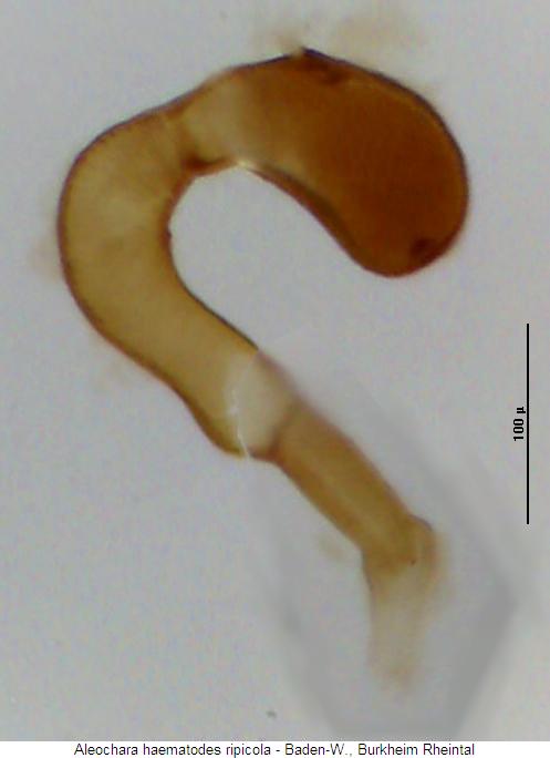 aleochara_ripicola_sperm.jpg