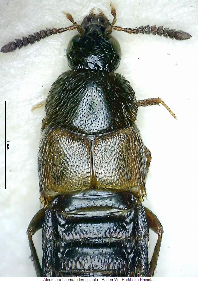 aleochara_ripicola_vk.jpg
