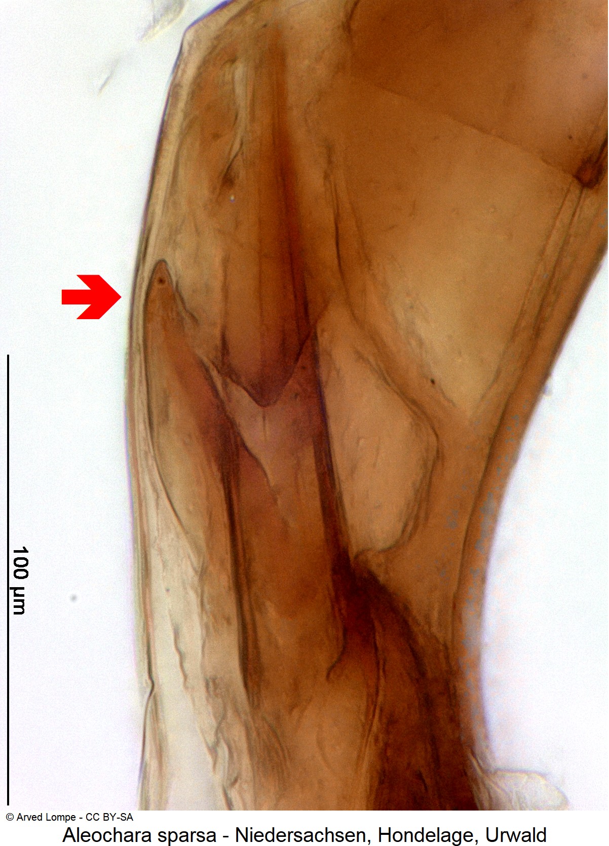 aleochara_sparsa_ck31684693-1.jpg