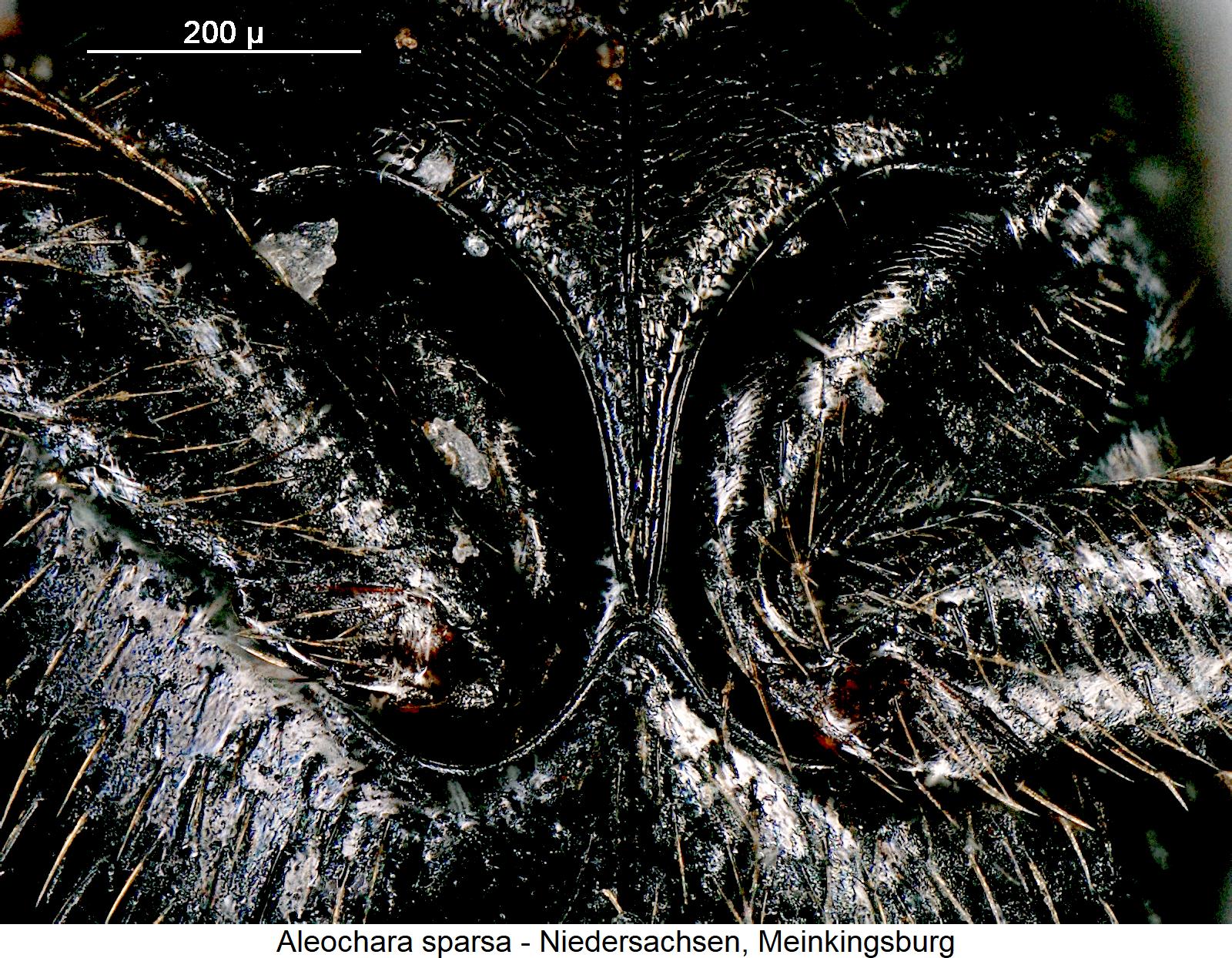 aleochara_sparsa_mbr.jpg