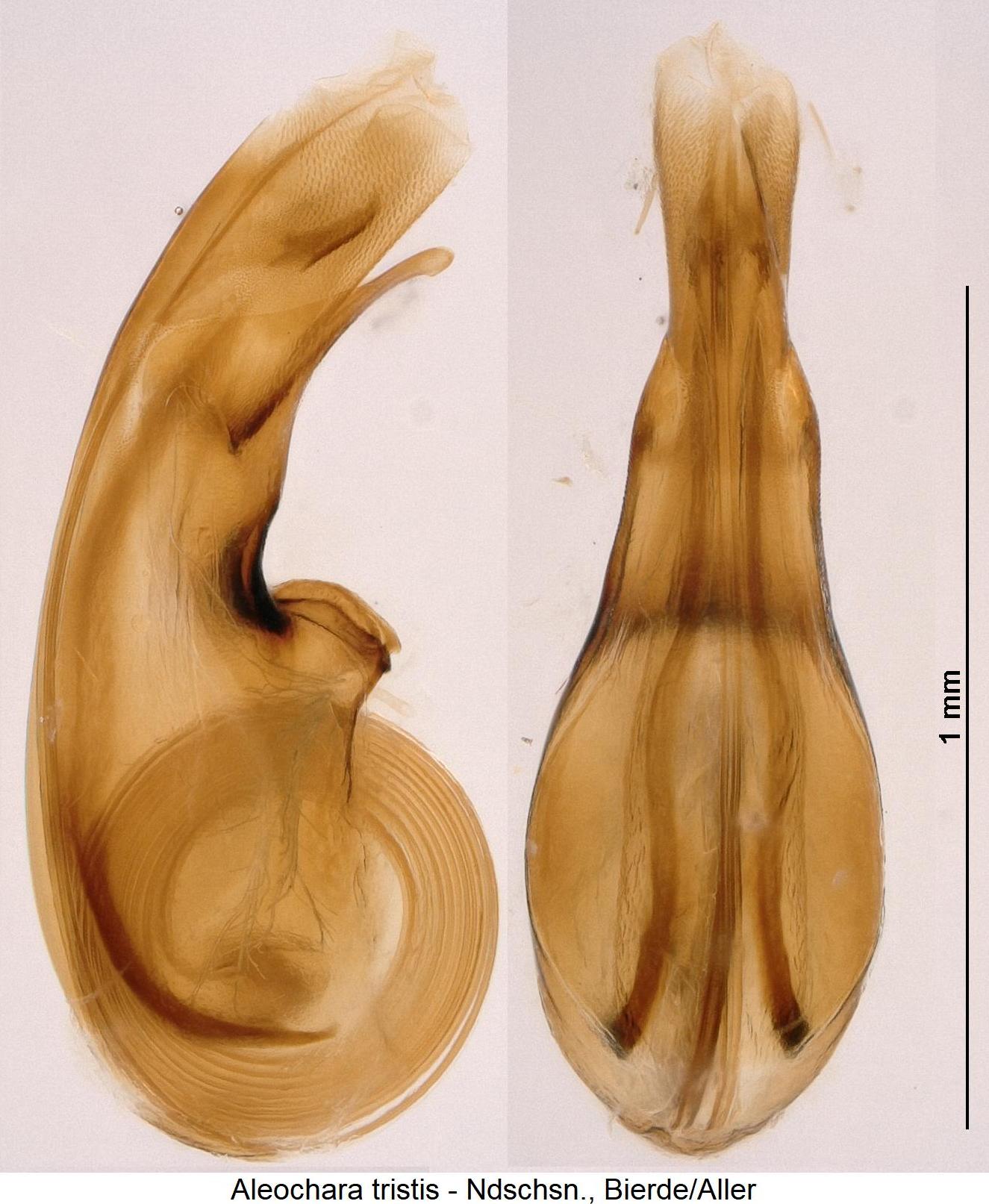 aleochara_tristis.jpg