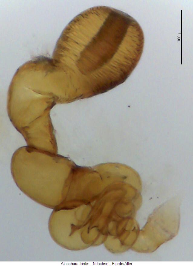 aleochara_tristis_sperm.jpg