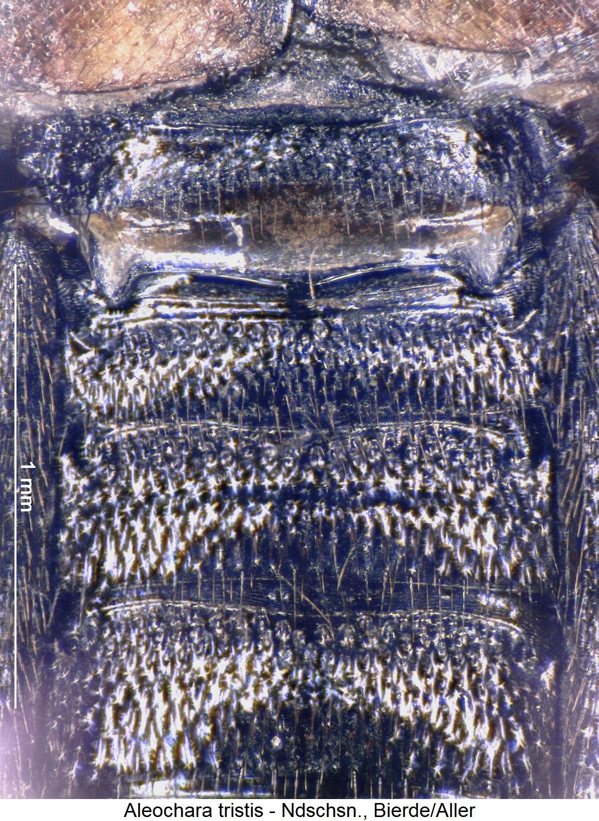 aleochara_tristis_ter.jpg