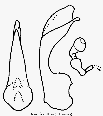 aleochara_villosa.gif