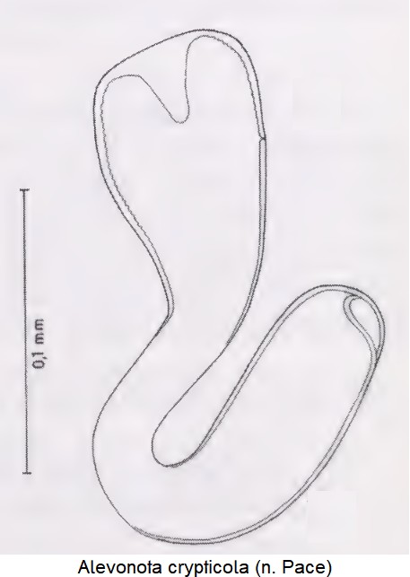 alevonota_crypticola_sperm.jpg
