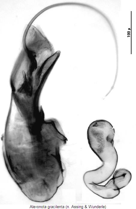 alevonota_gracilenta.jpg