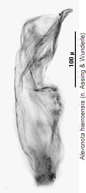 alevonota_hierroensis.jpg