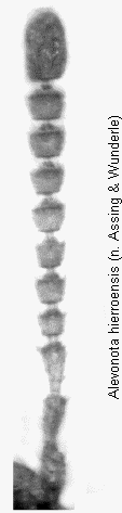 alevonota_hierroensis_f.gif