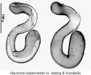 alevonota_kiesenwetteri_sperm.jpg