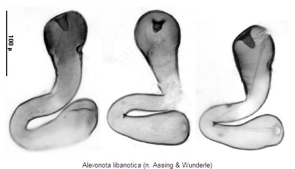 alevonota_libanotica_sperm.jpg