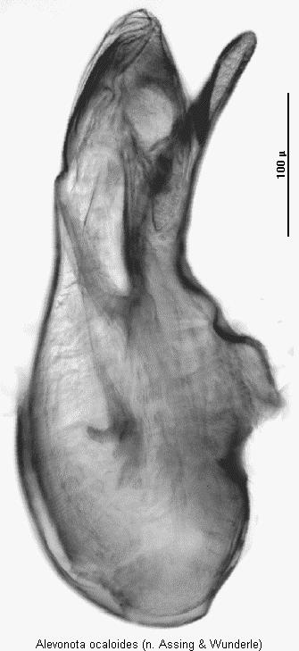 alevonota_ocaloides.jpg