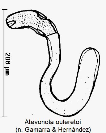 alevonota_outereloi_sperm.gif
