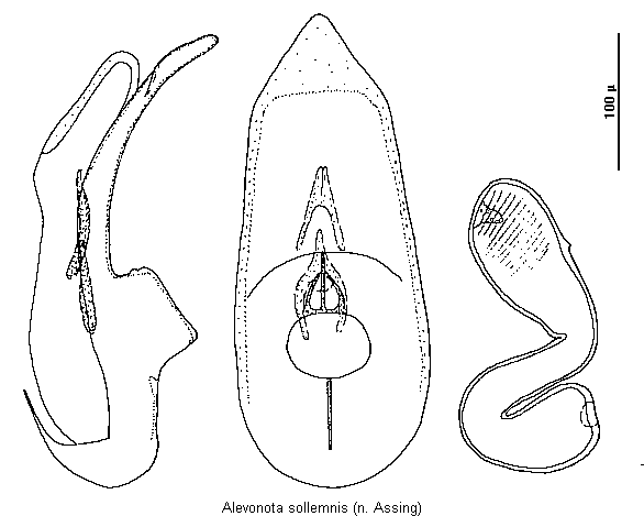 alevonota_sollemnis.gif