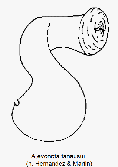 alevonota_tanausui_sperm.gif
