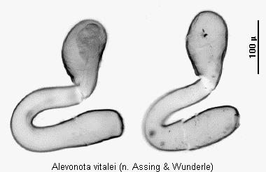 alevonota_vitalei_sperm.jpg