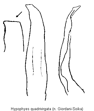 allomalia_quadrivirgata.gif