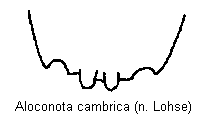 aloconota_cambrica_tergit.gif