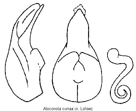 aloconota_currax.gif