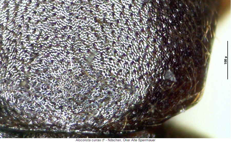 aloconota_currax_hsch.jpg