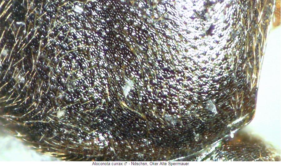 aloconota_currax_hsch2.jpg