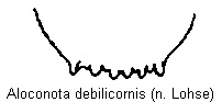 aloconota_debilicornis_tergit.gif