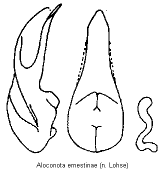 aloconota_ernestinae.gif