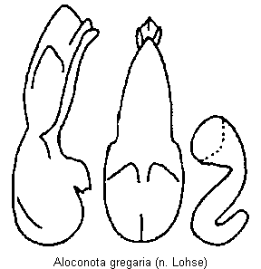 aloconota_gregaria.gif