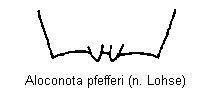 aloconota_pfefferi_tergit.gif