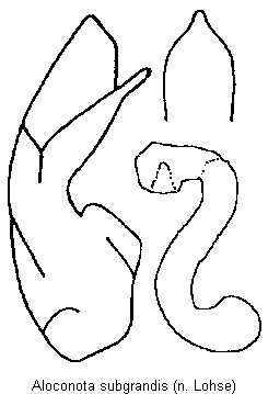 aloconota_subgrandis.gif