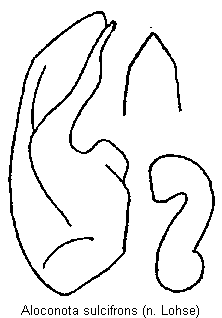 aloconota_sulcifrons.gif
