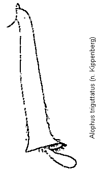 alophus_triguttatus_schn.gif