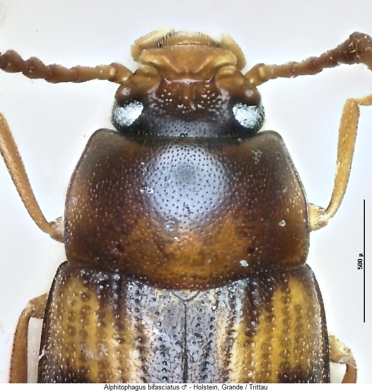 alphitophagus_bifasciatus_vk.jpg