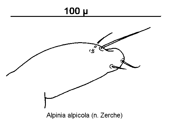 alpinia_alpicola_pm.gif