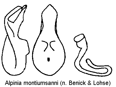 alpinia_montiumsanni.gif
