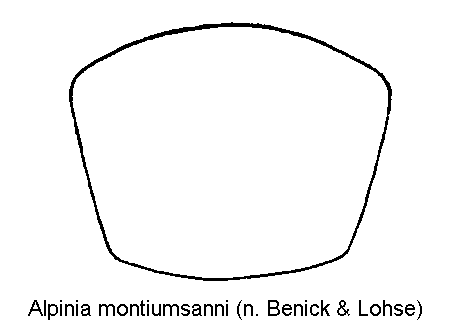 alpinia_montiumsanni_hsch.gif
